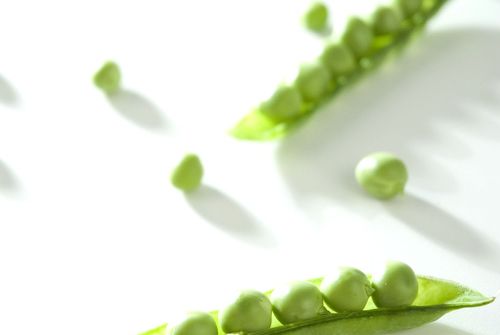 english-peas-chefs-garden