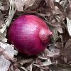 oniondesat